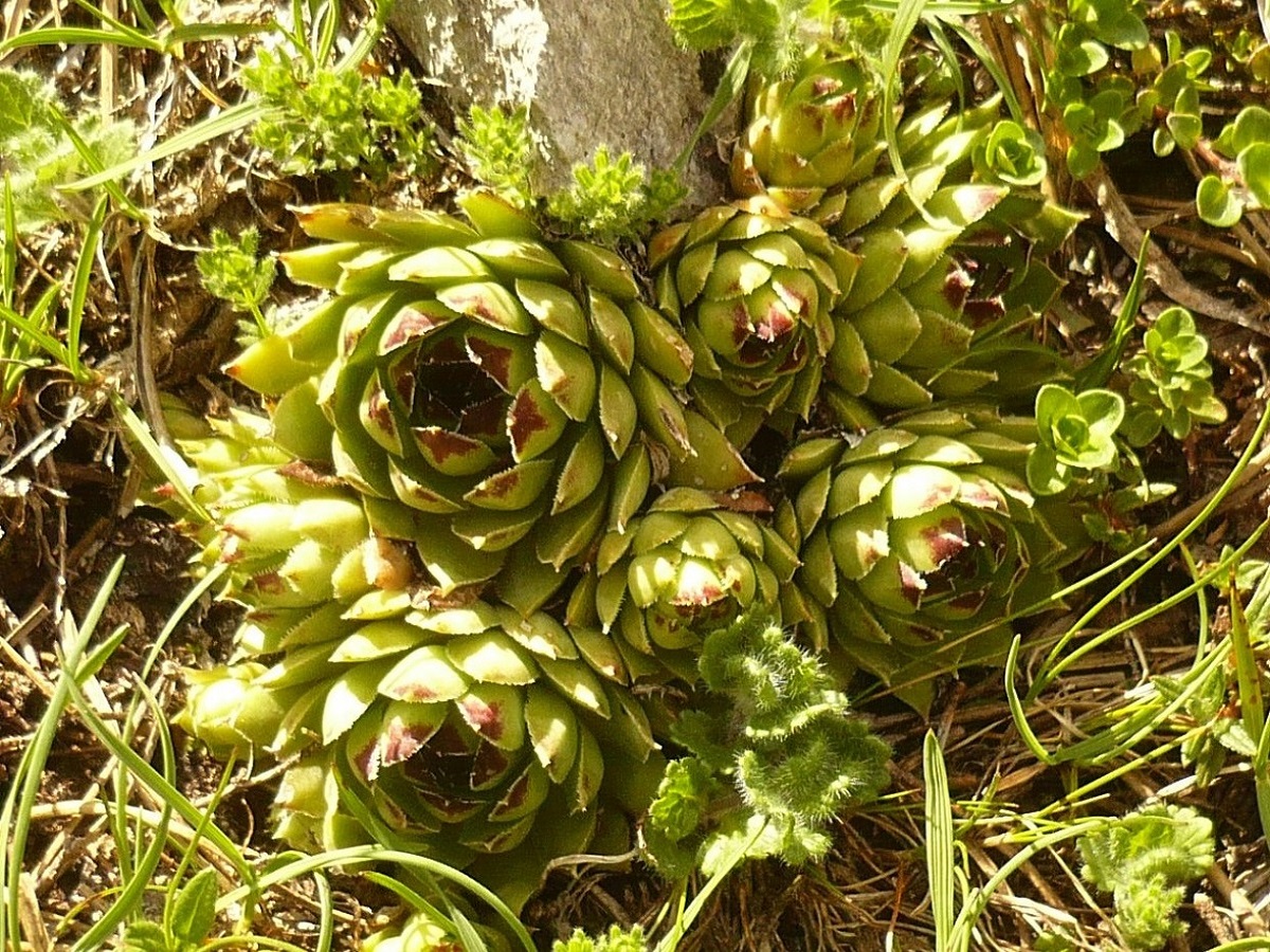 Sempervivum tectorum (Crassulaceae)